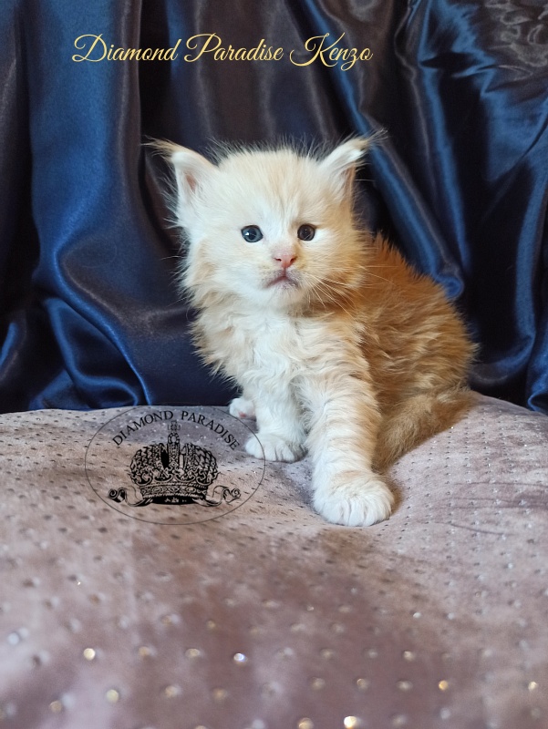 Diamond Paradise Kenzo - Kitten maine-coon 1 month