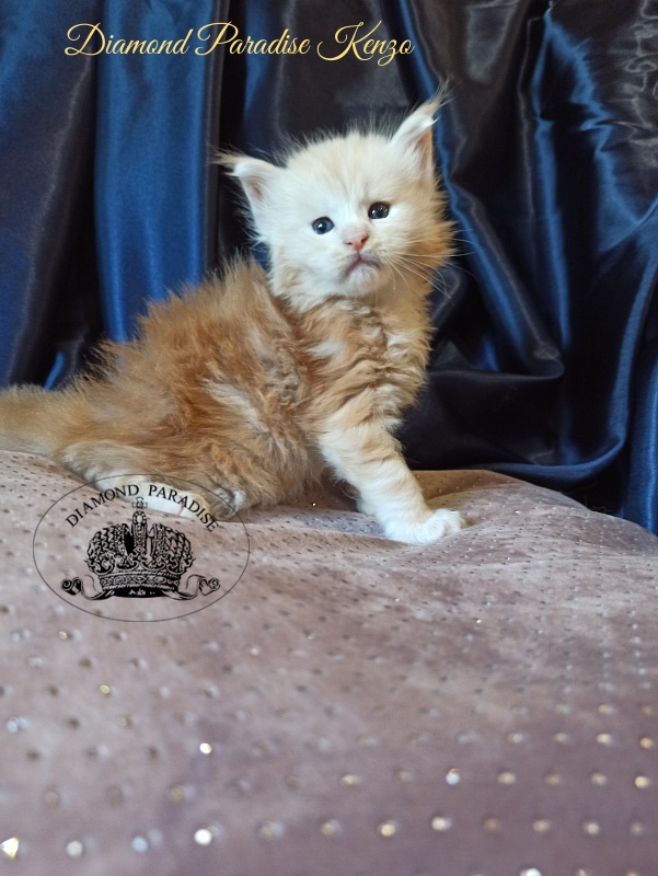 Diamond Paradise Kenzo - Kitten maine-coon 1 month