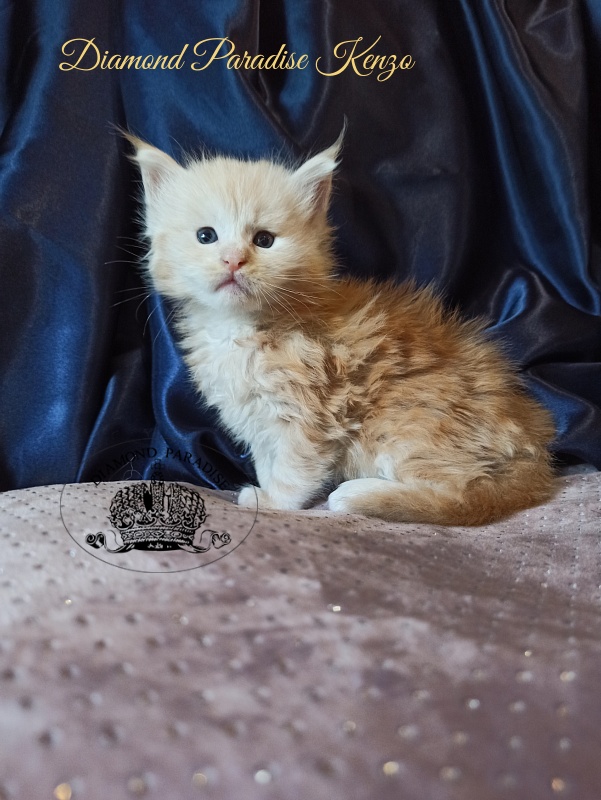 Diamond Paradise Kenzo - Kitten maine-coon 1 month