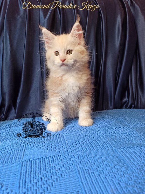 Diamond Paradise Kenzo - Kitten maine-coon 2 months