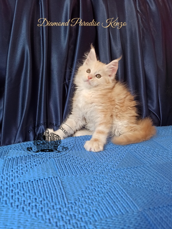 Diamond Paradise Kenzo - Kitten maine-coon 2 months