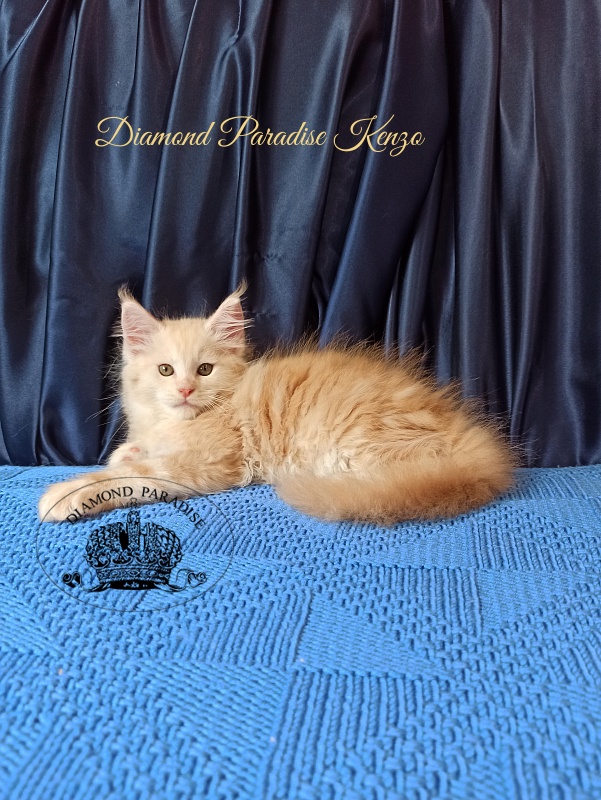 Diamond Paradise Kenzo - Kitten maine-coon 2 months