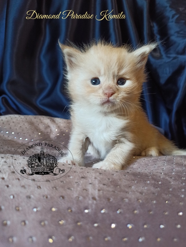 Diamond Paradise Kamila - Kitten maine-coon 1 month