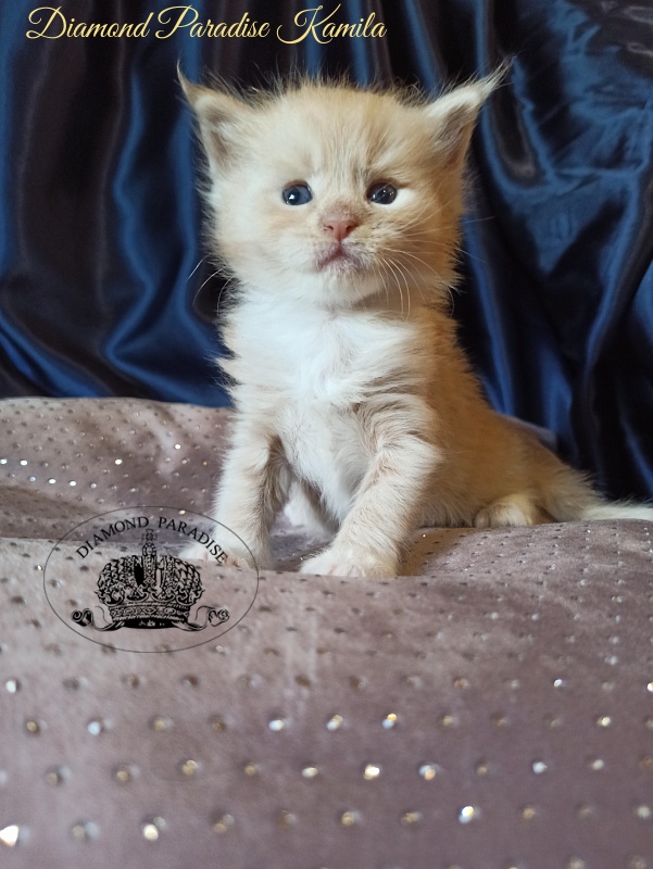 Diamond Paradise Kamila - Kitten maine-coon 1 month