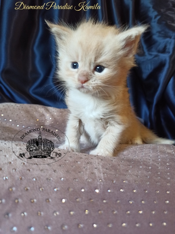 Diamond Paradise Kamila - Kitten maine-coon 1 month
