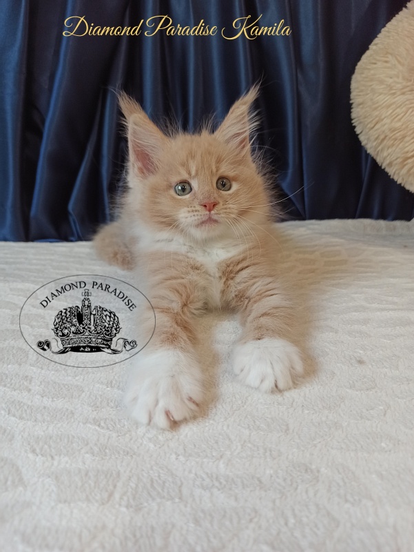 Diamond Paradise Kamila - Kitten maine-coon 2 months