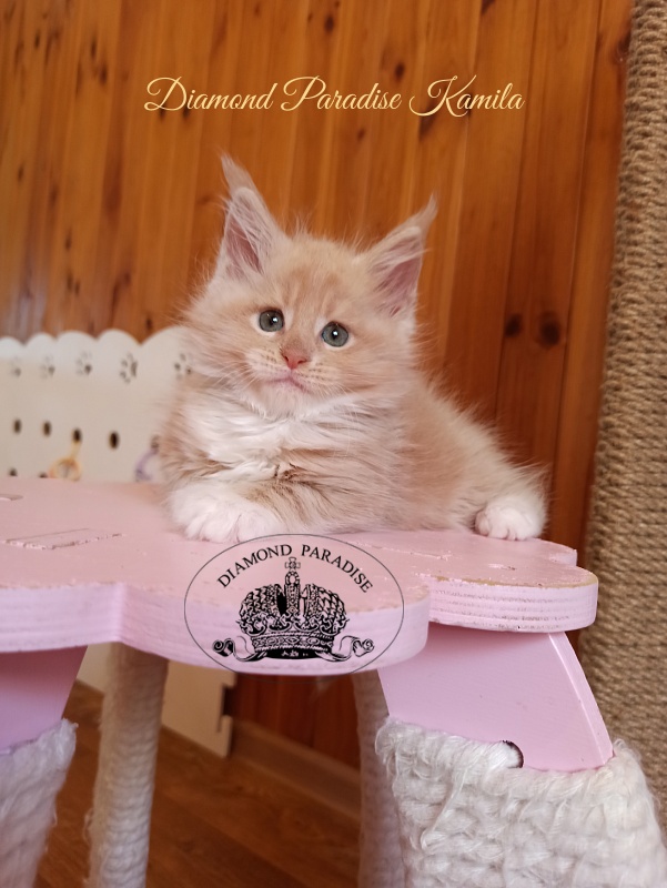 Diamond Paradise Kamila - Kitten maine-coon 1 month 4 weeks