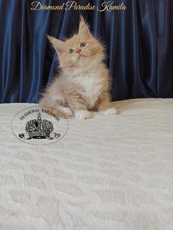 Diamond Paradise Kamila - Kitten maine-coon 2 months