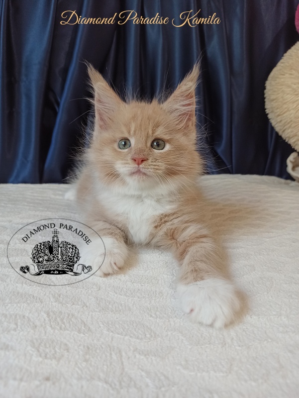 Diamond Paradise Kamila - Kitten maine-coon 2 months