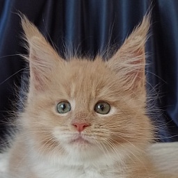 Diamond Paradise Kamila