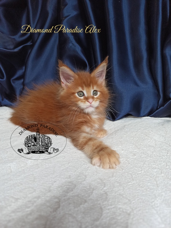 Diamond Paradise Alex - Kitten maine-coon 1 month 4 weeks