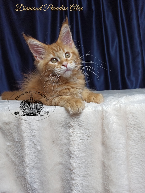 Diamond Paradise Alex - Kitten maine-coon 3 months 0.5 weeks