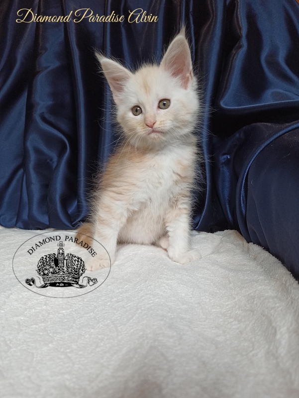 Diamond Paradise Alvin - Kitten maine-coon 1 month 4 weeks