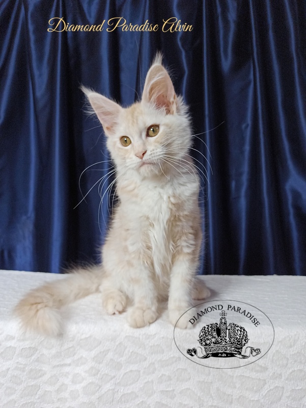 Diamond Paradise Alvin - Kitten maine-coon 4 months 1 week