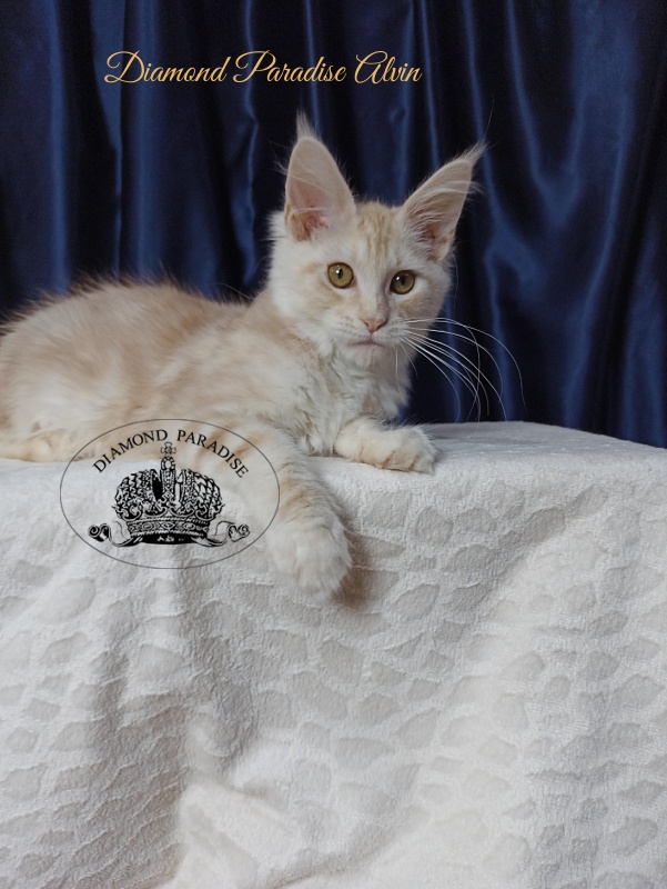 Diamond Paradise Alvin - Kitten maine-coon 4 months 1 week