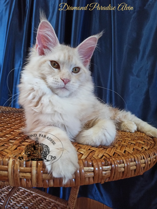 Diamond Paradise Alvin - Kitten maine-coon 5 months 3 weeks