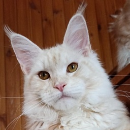 Diamond Paradise Alvin