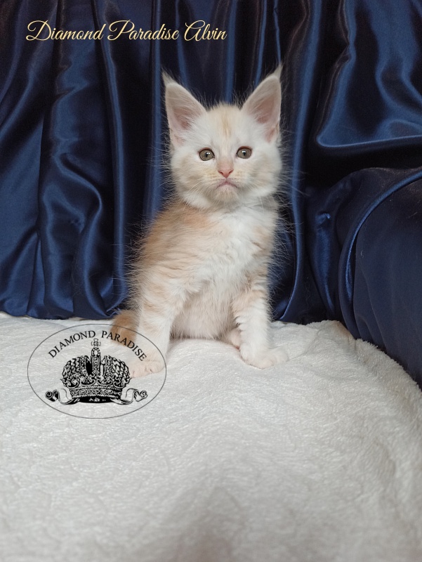 Diamond Paradise Alvin - Kitten maine-coon 1 month 4 weeks