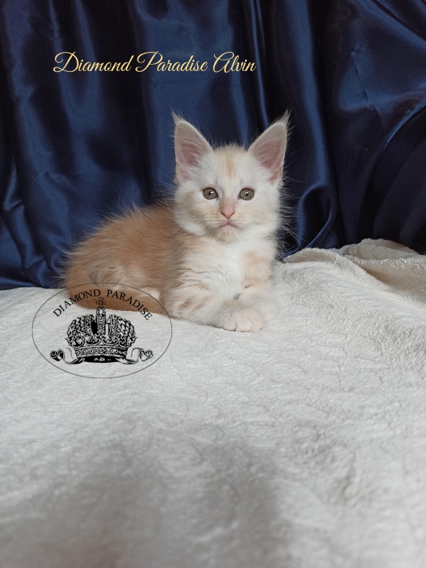 Diamond Paradise Alvin - Kitten maine-coon 1 month 4 weeks