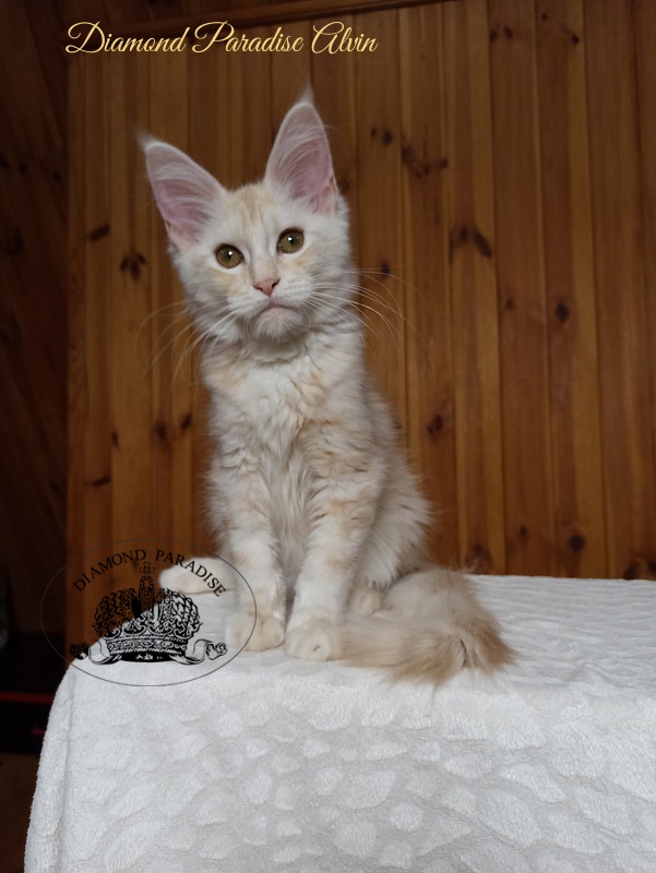 Diamond Paradise Alvin - Kitten maine-coon 3 months 3 weeks