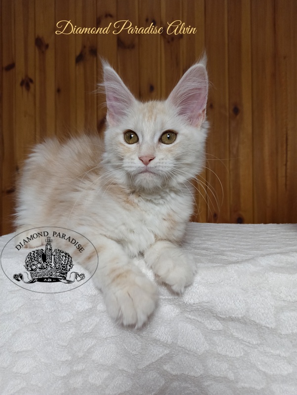 Diamond Paradise Alvin - Kitten maine-coon 3 months 3 weeks