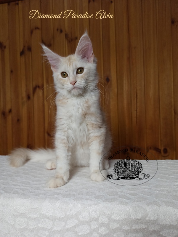 Diamond Paradise Alvin - Kitten maine-coon 3 months 3 weeks