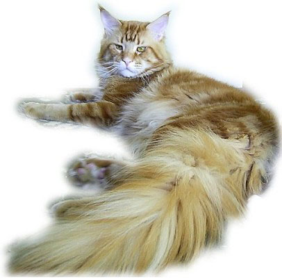 Escape's Never Ending - maine-coon