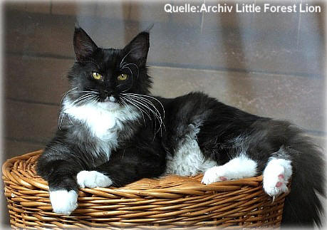 Chickabee Silvi-Cola - Adult maine-coon 7 years 2 weeks
