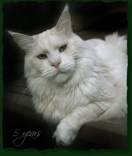 Mainefield Camelot - Дорослий мейн-кун 5 років 3 місяця 1,5 тиждень