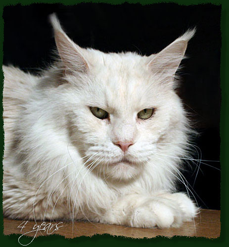 Mainefield Camelot - Дорослий мейн-кун 3 роки 8 місяців 3,5 тижні