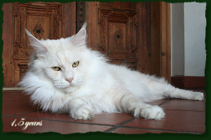 Mainefield Camelot - Дорослий мейн-кун 1 рік 7,5 місяців