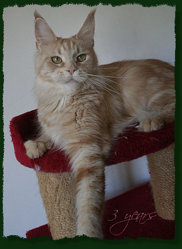 Mainefield's Bijou - maine-coon 10/08/2010