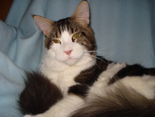 EastWood Gamilton - мейн-кун