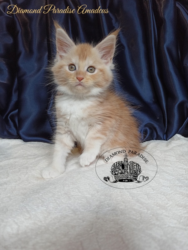 Diamond Paradise Amadeus - Kitten maine-coon 1 month 4 weeks