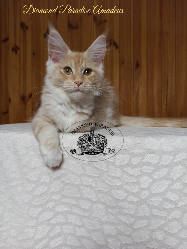 Diamond Paradise Amadeus - Kitten maine-coon 3 months 3 weeks