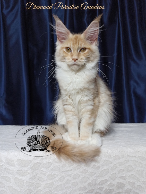 Diamond Paradise Amadeus - Kitten maine-coon 4 months 1 week