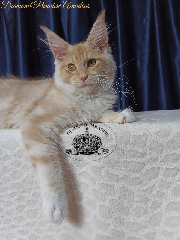 Diamond Paradise Amadeus - Kitten maine-coon 4 months 1 week