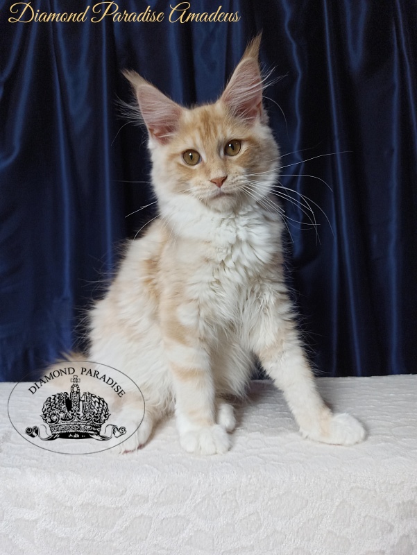 Diamond Paradise Amadeus - Kitten maine-coon 4 months 1 week