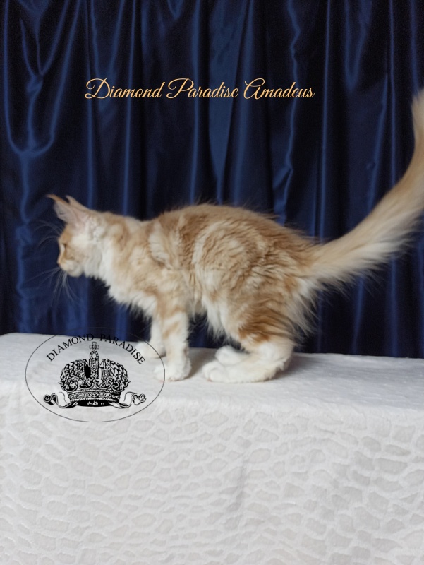 Diamond Paradise Amadeus - Kitten maine-coon 4 months 1 week