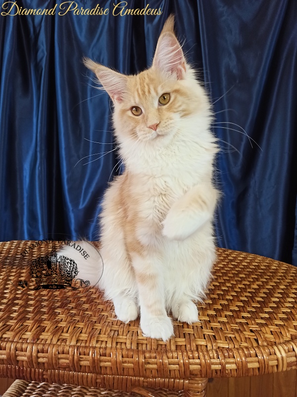 Diamond Paradise Amadeus - Kitten maine-coon 5 months 3 weeks