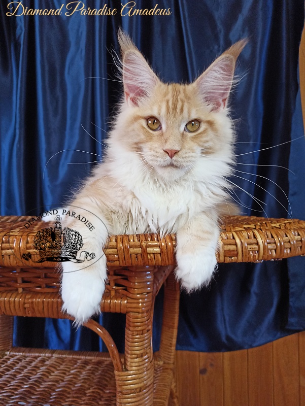 Diamond Paradise Amadeus - Kitten maine-coon 5 months 3 weeks