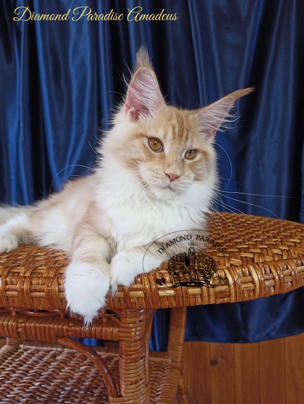 Diamond Paradise Amadeus - Kitten maine-coon 5 months 3 weeks