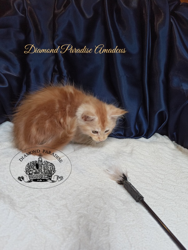 Diamond Paradise Amadeus - Kitten maine-coon 1 month 4 weeks