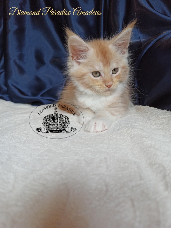 Diamond Paradise Amadeus - Kitten maine-coon 1 month 4 weeks