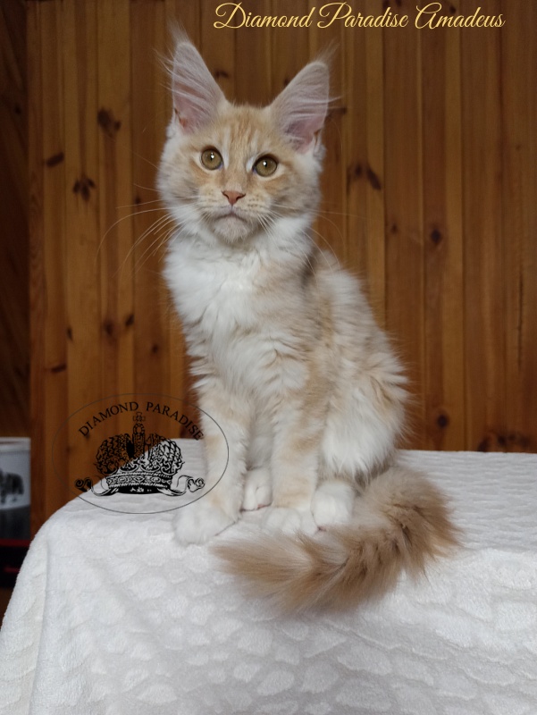 Diamond Paradise Amadeus - Kitten maine-coon 3 months 3 weeks