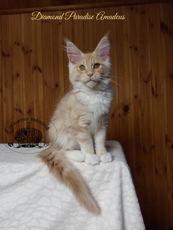 Diamond Paradise Amadeus - Kitten maine-coon 3 months 3 weeks