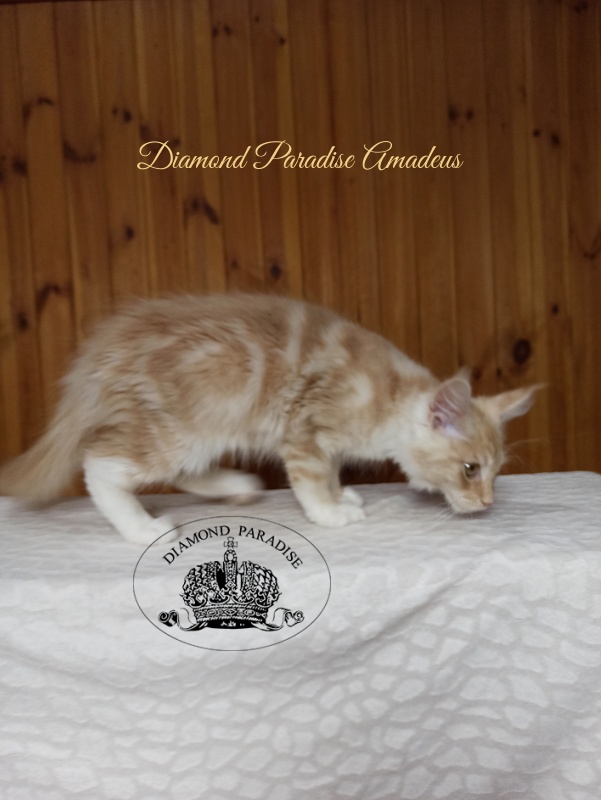 Diamond Paradise Amadeus - Kitten maine-coon 3 months 3 weeks
