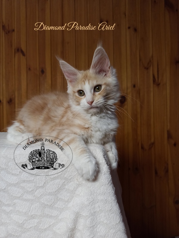 Diamond Paradise Ariel - Kitten maine-coon 3 months 3 weeks