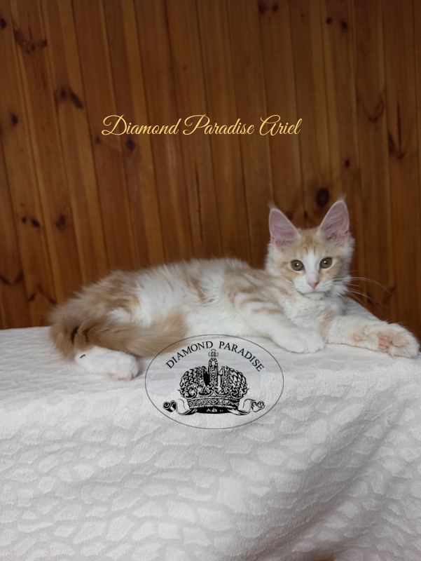 Diamond Paradise Ariel - Kitten maine-coon 3 months 3 weeks