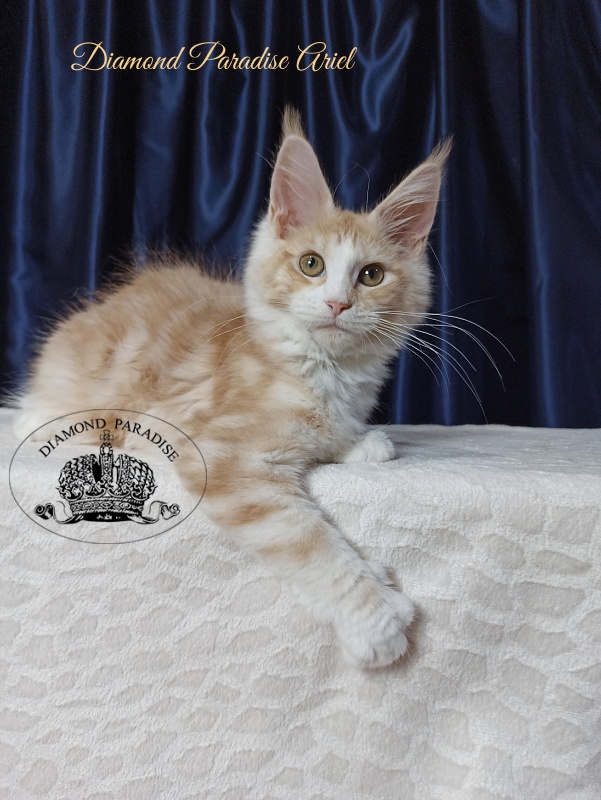 Diamond Paradise Ariel - Kitten maine-coon 4 months 1 week